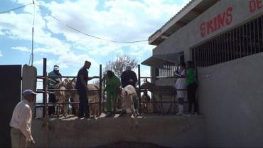 ورود الاغ‌ها به کشتارگاهی در کنیا