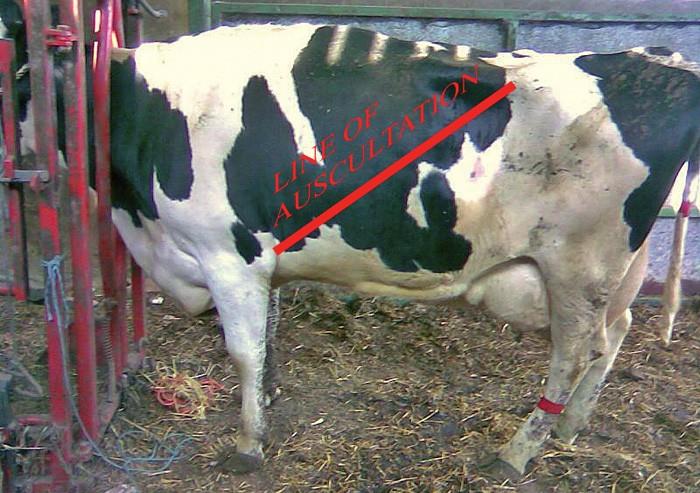 جابجایی شیردان در گاو شیری