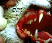علائم ویروس گربه