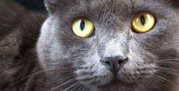 گربه آبی روسی چشم زرد