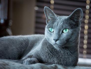 گربه آبی رنگ روسی