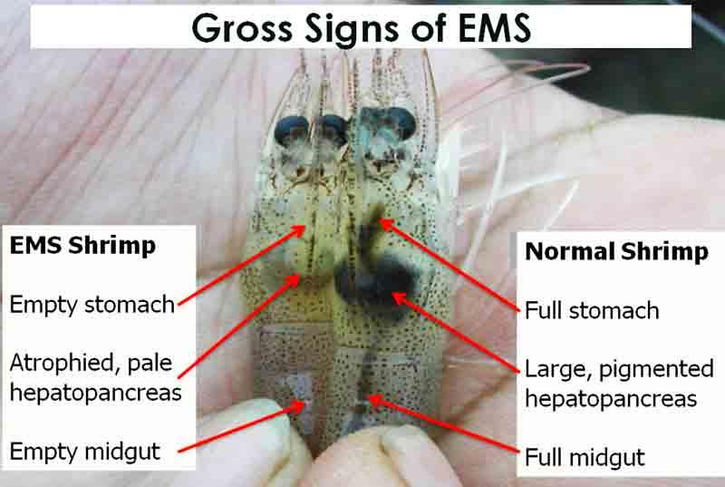 بیماری EMS در میگو
