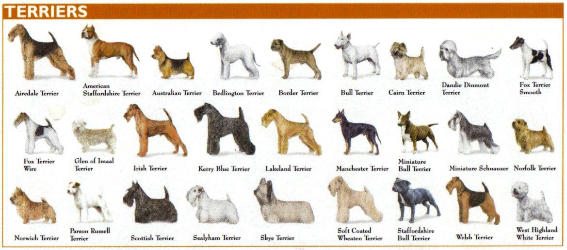 گونه‌های مختلف سگ تریر