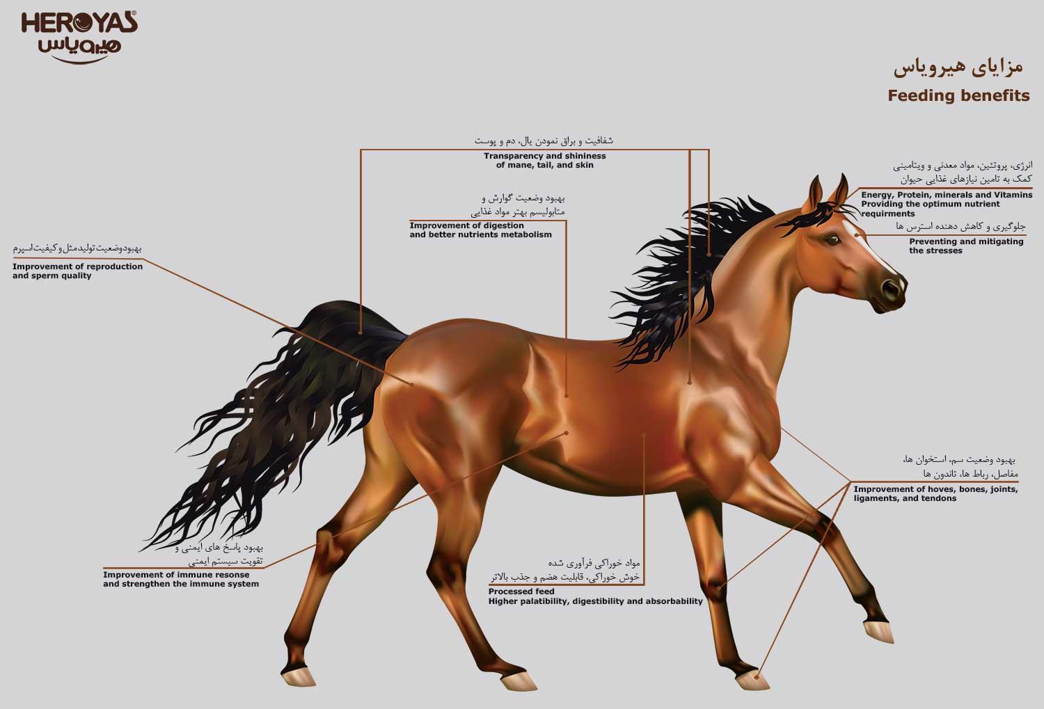 مزایای مکمل هیرویاس برای اسب