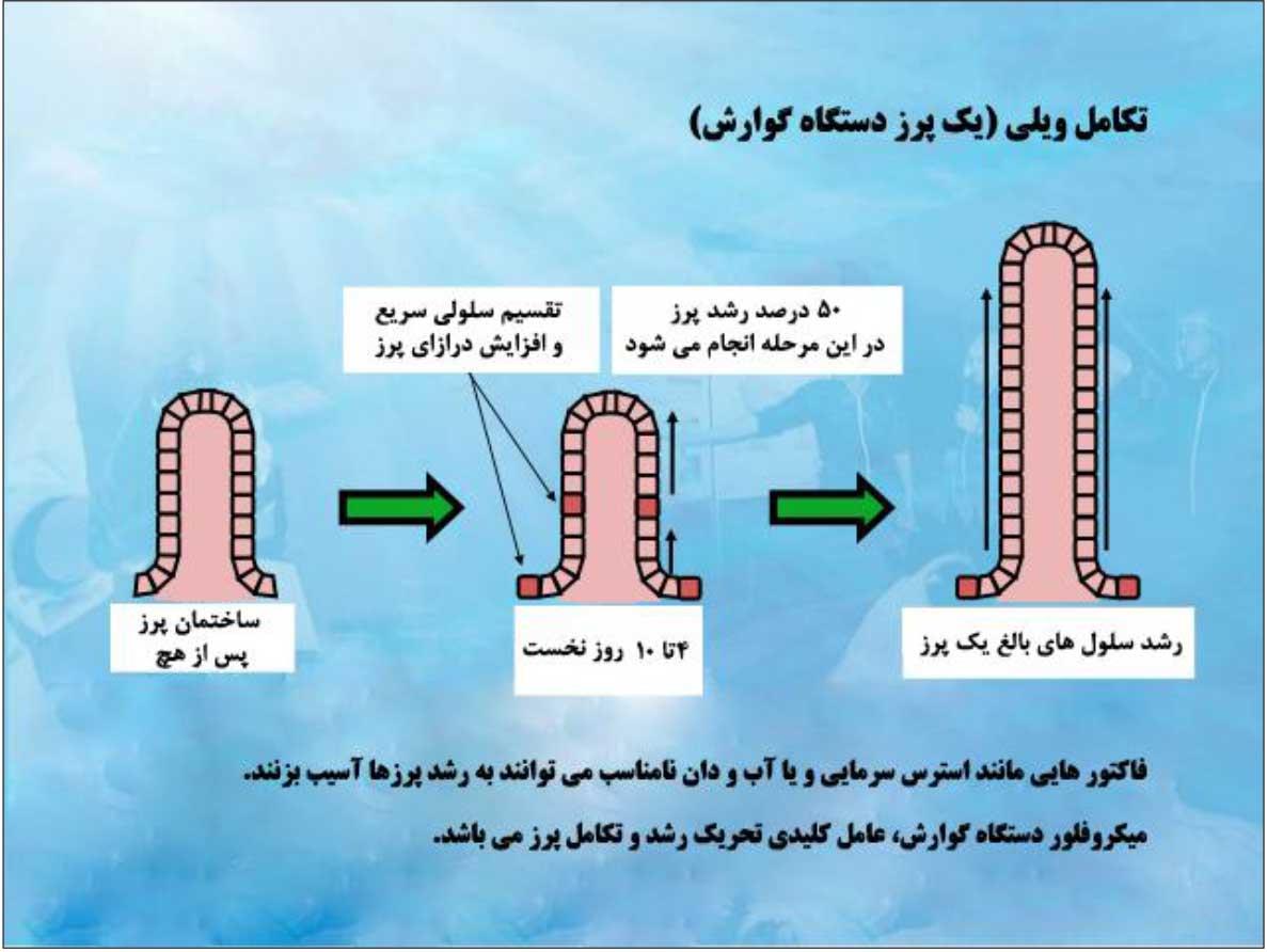 نقش فلور باکتریایی روده در افزایش تحمل سرمای هوا