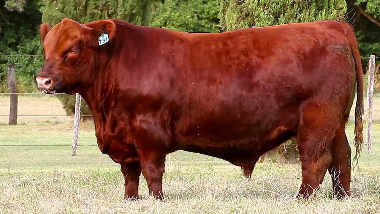 گاو آنگوس قرمز Red Angus