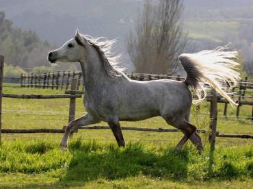 اسب نژاد آنجلو عرب