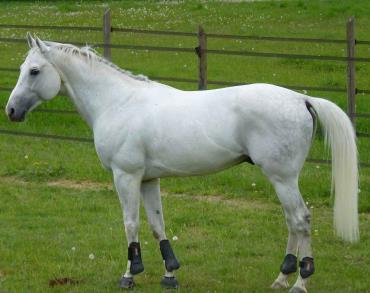 اسب آنجلو عرب