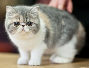 گربه موکوتاه اگزوتیک (Exotic Shorthair)