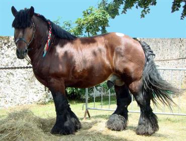 مشخصات اسب فرانسوی آردنایز