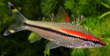 مشخصات ماهی رد لاین