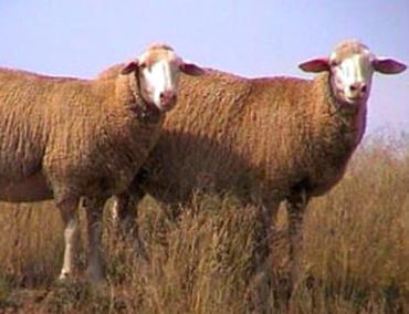 گوسفند آلتای