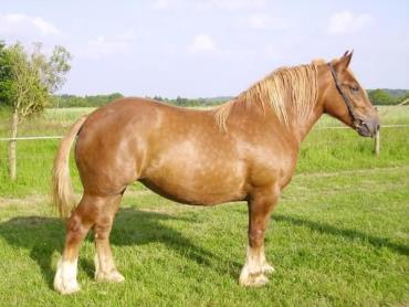 خصوصیات اسب نژاد برتن