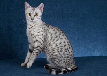 مشخصات ظاهری گربه مصری