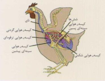 دستگاه تنفس طیور