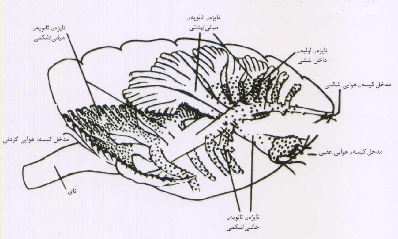 شمایی از شش پرندگان