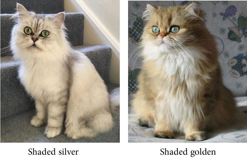 گربه چین چیلای طلایی و نقره ای