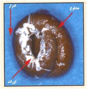 فضله پرنده سالم