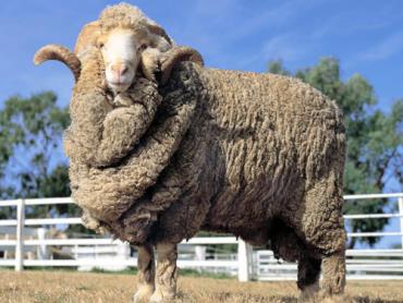 خصوصیات ظاهری گوسفند مرینوس