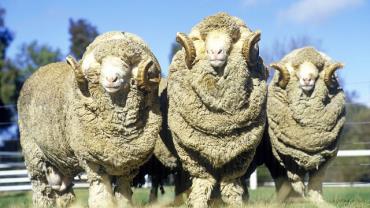 انواع پشم گوسفند مرینوس