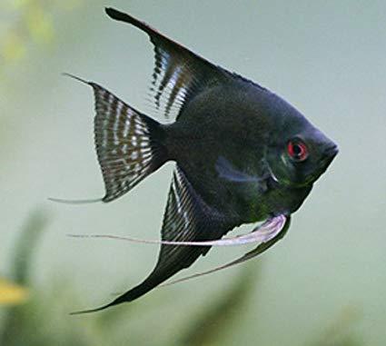 ماهی انجل سیاه