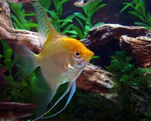 ماهی انجل طلایی