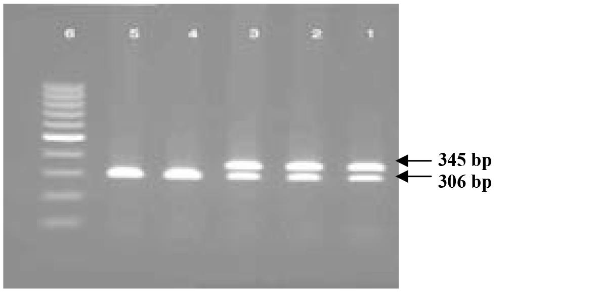 واکنش PCR برای تعیین جنسیت قناری