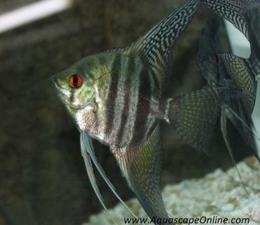 خصوصیات ماهی آنجل نوار سیاه