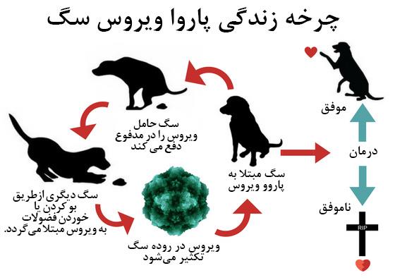 چرخه زندگی پاروو ویروس