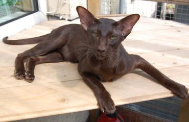 گربه نژاد هاوانای قهوه‌ای