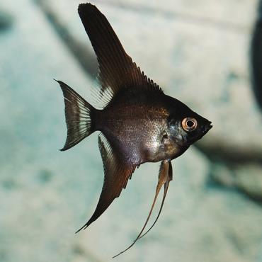 خصوصیات ماهی آنجل سیاه