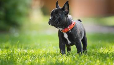 فرنچ بولداگ (French Bulldogs)