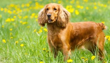 کوکر اسپانیل (Cocker Spaniel)