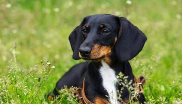 نژاد داشهوند (Dachshunds)