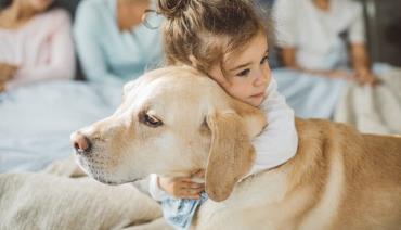 نژاد گلدن یا لابرادور رتریور (Golden or Labrador Retrievers)