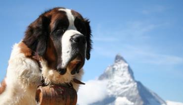 نژاد سنت برنارد (Saint Bernard)