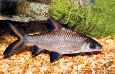 خصوصیات ماهی سیلور شارک