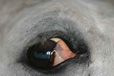 پوشاندن قسمتی از چشم اسب با پلک سوم