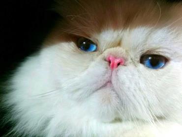 خصوصیات ظاهری گربه هیمالین