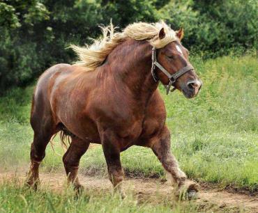 خصوصیات اسب دانمارکی ژوتلند