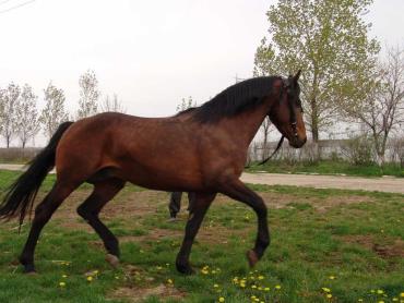 اسب مجارستانی فوریوزو 