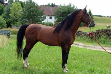 خصوصیات اسب نژاد فوریوزو
