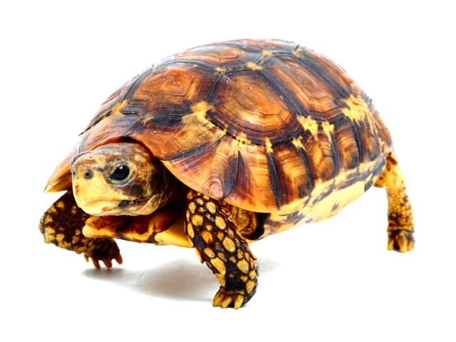 لاک‌پشت مهمیزدار Testudo graeca