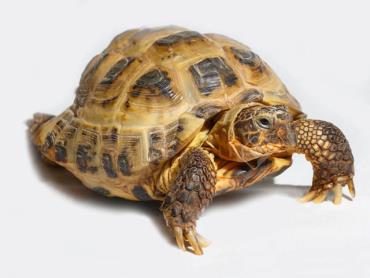 لاک‌پشت آسیایی Testudo horsfieldii