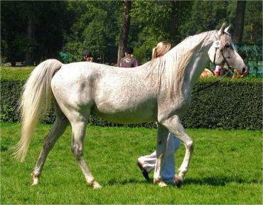 اسب شاگیای عربی
