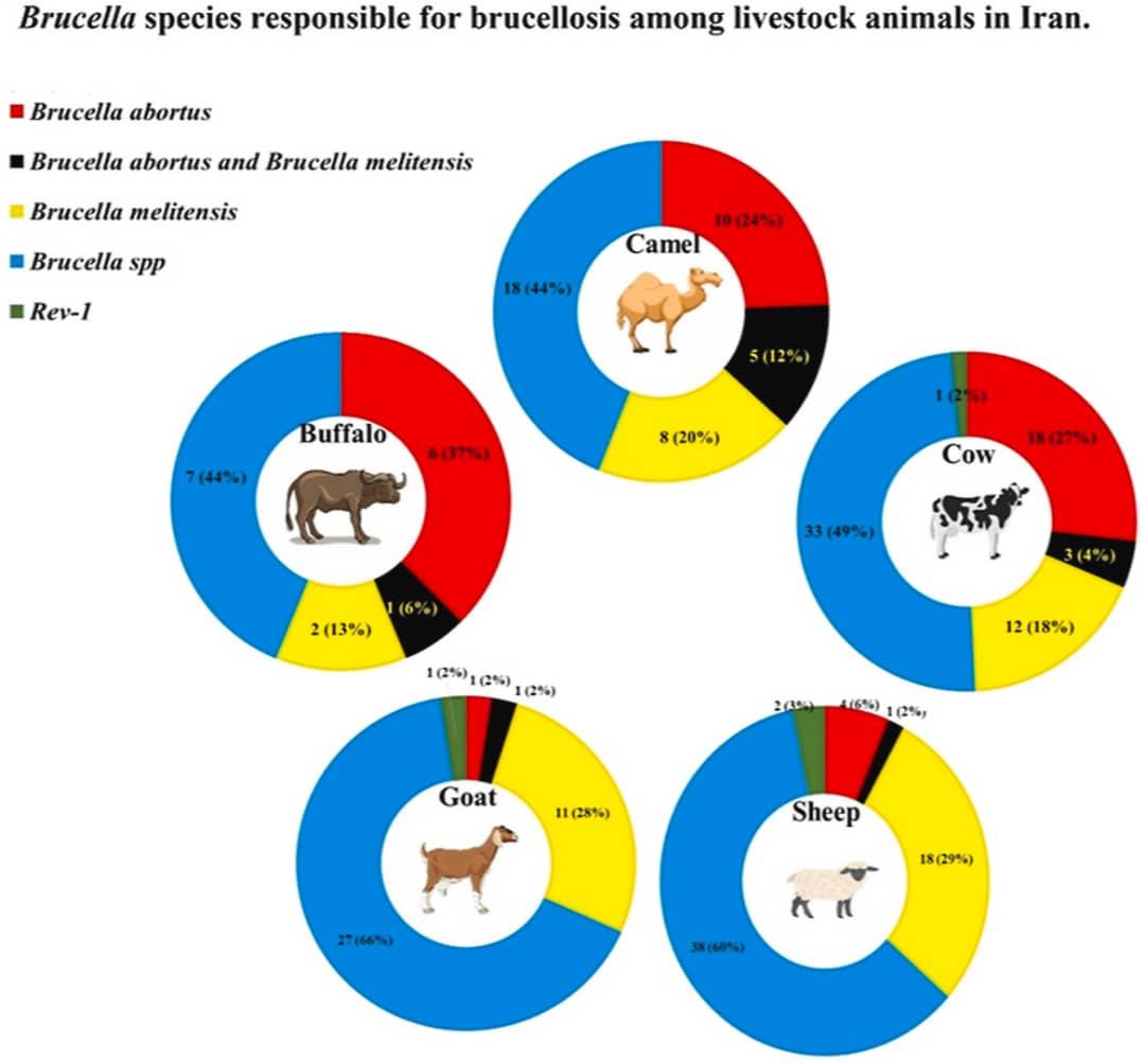 بیماری بروسلوز