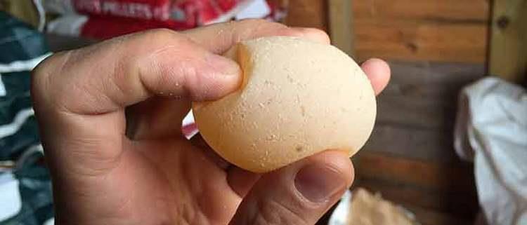 سندروم افت تولید تخم مرغ