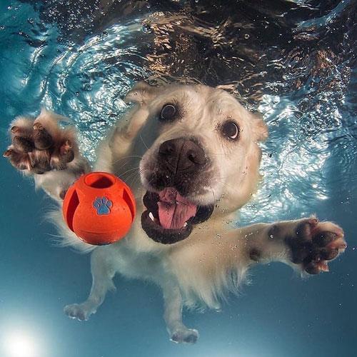 شنای سگ ها