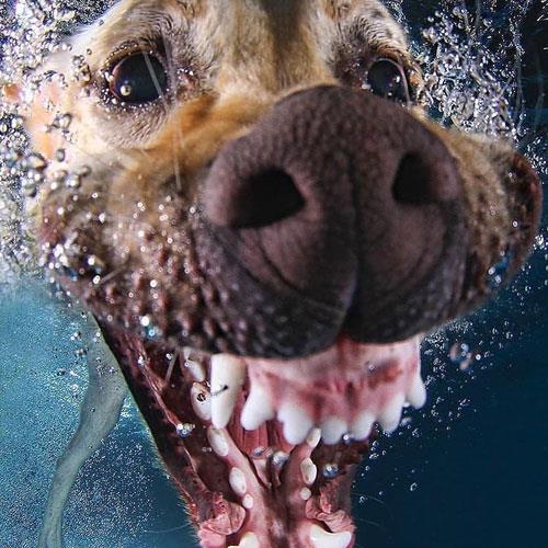 شنای سگ ها
