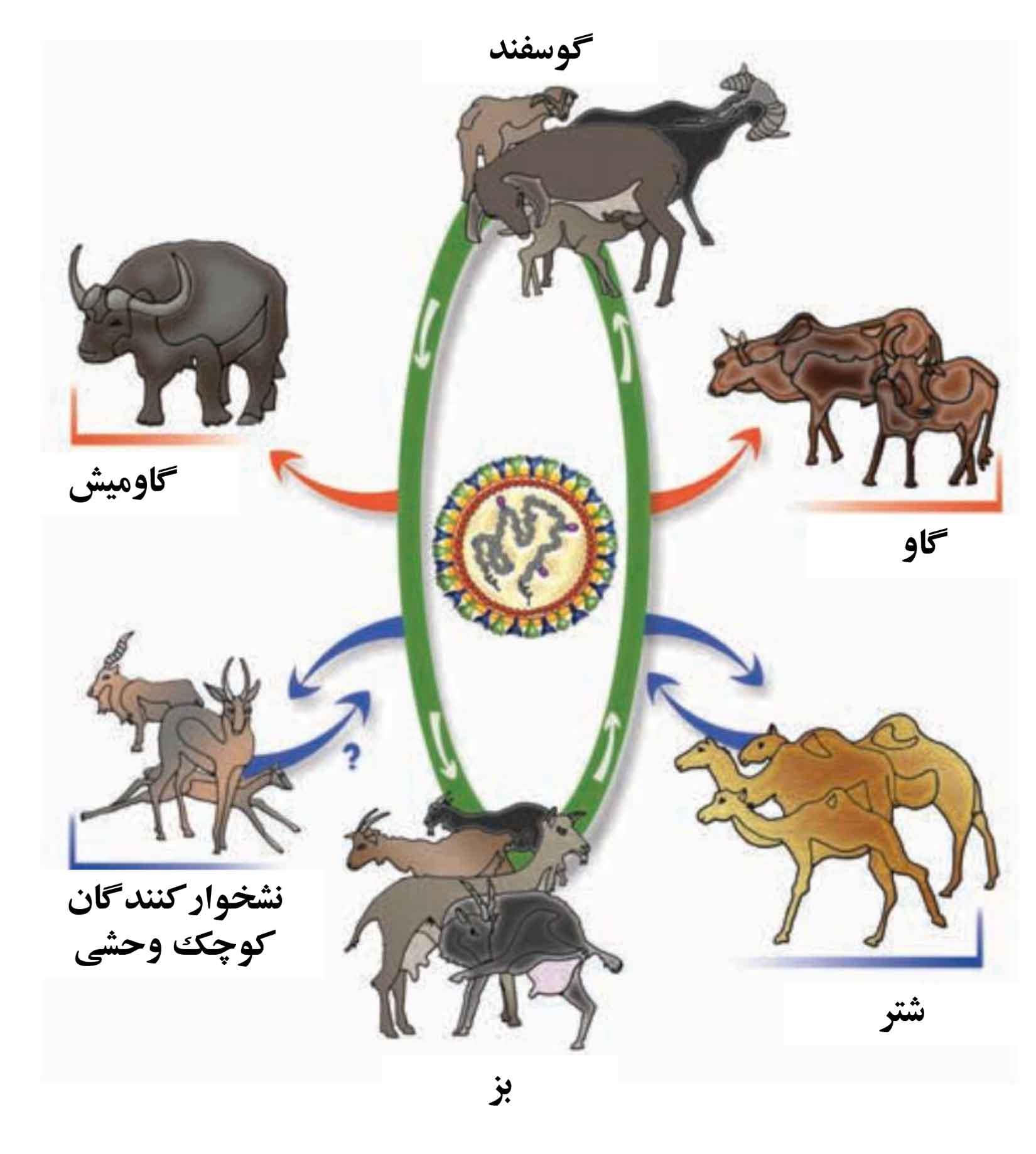 طاعون نشخوارکنندگان